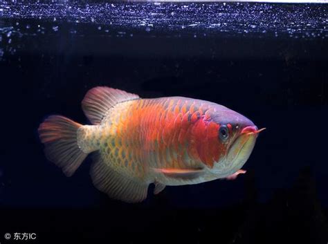 金龍魚風水|養龍魚有哪些風水講究？很多值得注意的地方，別說我。